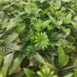 Mur végétal artificiel 60*40cm – Image 2