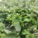 Mur végétal artificiel 60*40cm – Image 3